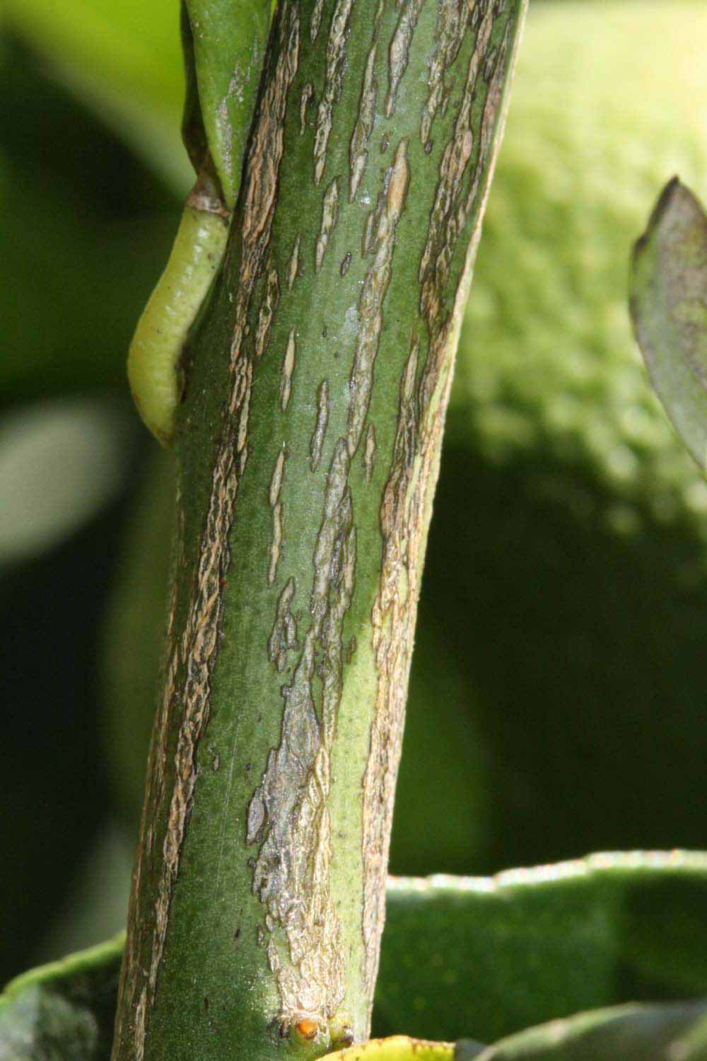              Second - third year twig (Riverside, CA)       